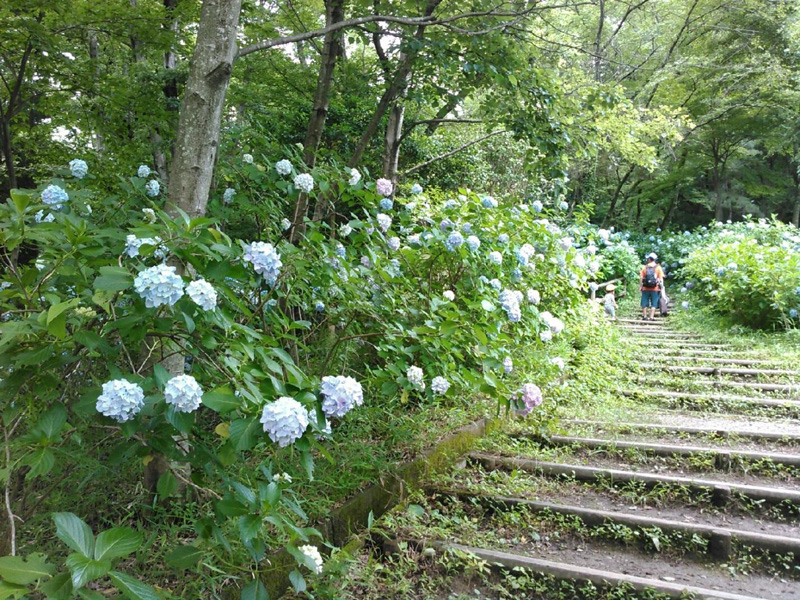 あじさい山